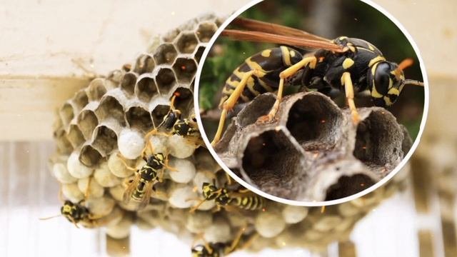 Бджоли та оси: 4 речі, які ви ніколи не знали!