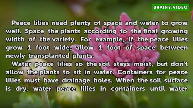 Can Peace Lilies Be Planted Outside?