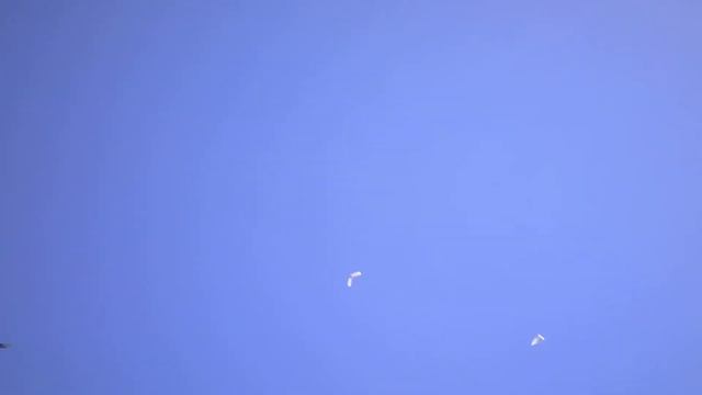 Голуби КАЗАХСТАНА. Такую игру у молодых бойцов я так рано не ждал.