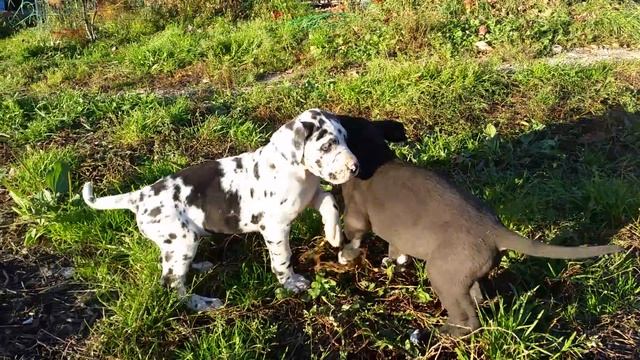 FISTASHKA  Champion Moyego Serdtsa 1,5 month