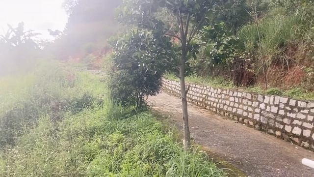 Rừng Macca vào thác huyền thoại. Địa điểm check-in thích hợp cho người đam mê phiêu lưu mạo hiểm.