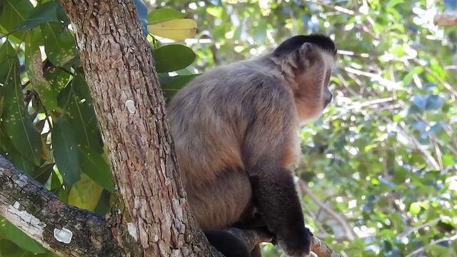 Macaco-prego-amarelo: Vida Selvagem nas Trilhas da Floresta 🌳🐒Bearded Capuchin (Sapajus libidinosus