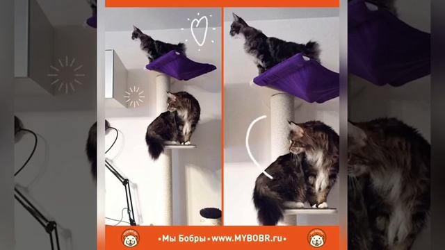 Счастливые котики от "Мы Бобры"