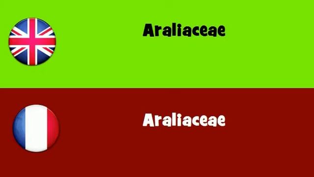 FROM ENGLISH TO FRENCH = Araliaceae