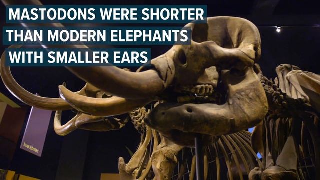 The Mastodon is Michigan's official state fossil