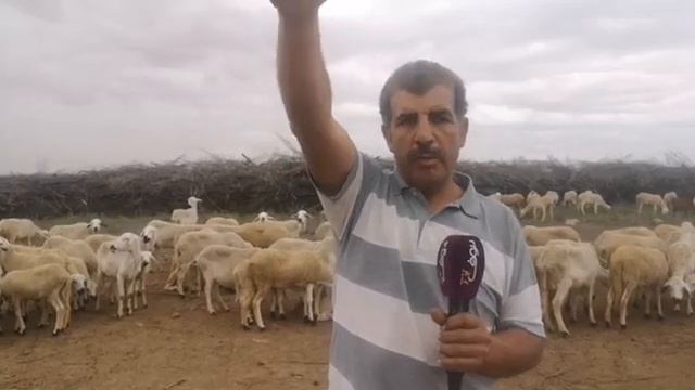 مباشرة من ضواحي قلعة السراغنة:الكلاب الضالة تهدد سلامة الساكنة بجماعة سيد الحطاب وكتقتل ليهم الماشي