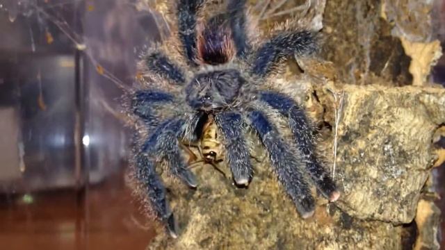 Avicularia Urticans (Peruvian pinktoe)