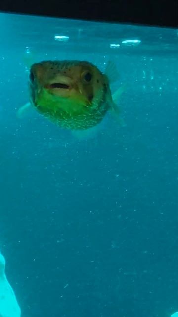 #short porcupine puffer, looks like ET.