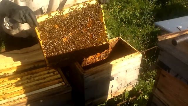 Пересадка 6 ти рам.в 12 ти рамочный.