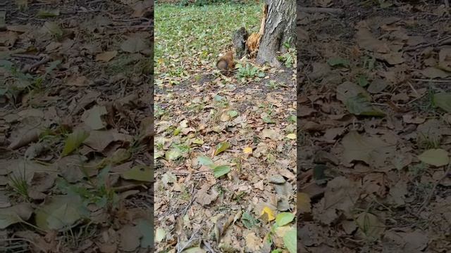 Белочка. 🐿️ Красавица Царицыно.