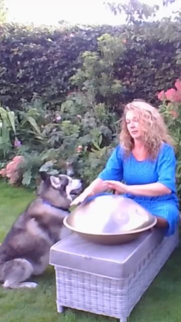 Husky loves handpan 😁#shorts #husky #handpanmusic