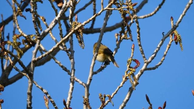 Zilpzalp mit Gesang bei Pehritzsch Vogelstimmen chiffchaff 4k _ Vogelbeobachtung