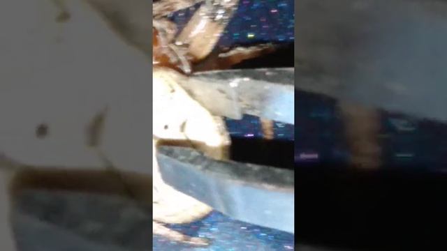 skeleton back spider pulsating after death!!