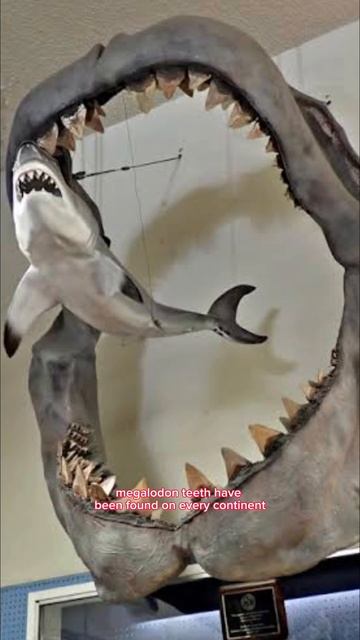 Why are there no megalodon teeth in Antartica!?! #historyshorts #historia #historic #history