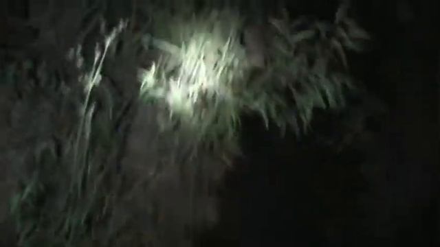 Hunting Gulf Coast Toads