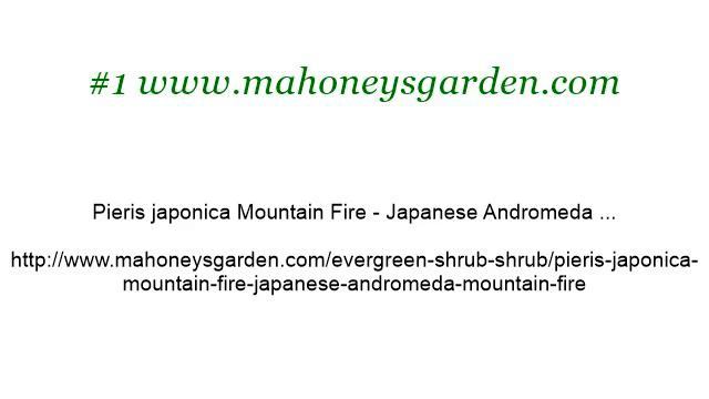 About Mountain Fire Andromeda Plants