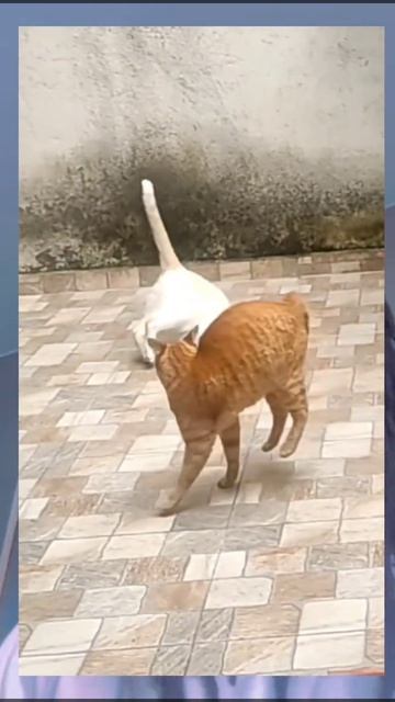 ХихиЧпок Юмор