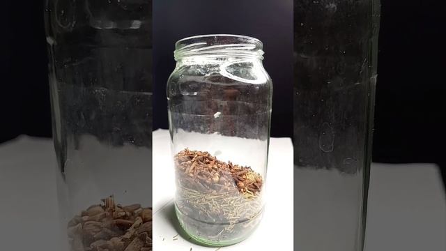 Warning: This Oil Will Cause Extreme Hair Growth! | Rosemary Cloves and Hibiscus Oil