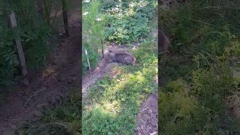 🐱😕Кот Смурфик не может определиться: или яму рыть или напасть на кота Гошу?🤔🐾