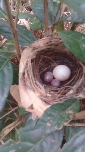 Inilah TELUR BURUNG KEDASIH yang dititipkan di sarang burung lain #shorts