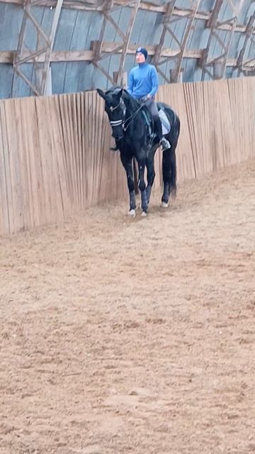 Дольче Вита и Оксана Новикова, осаживание. #horse #equestrian #лошади #дольчевита