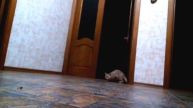 Супер прыжок кошки - crazy cats Врезалась в косяк Не рассчитала прыжок