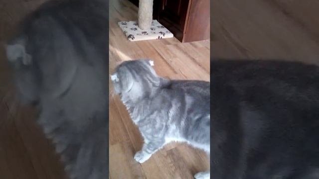 Кошка беременная