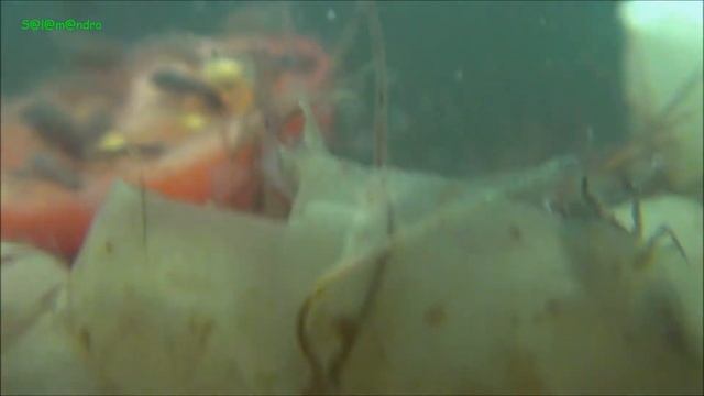 Invertebrate Tank -  the Water Compost Heap / Wasserkomposthaufen