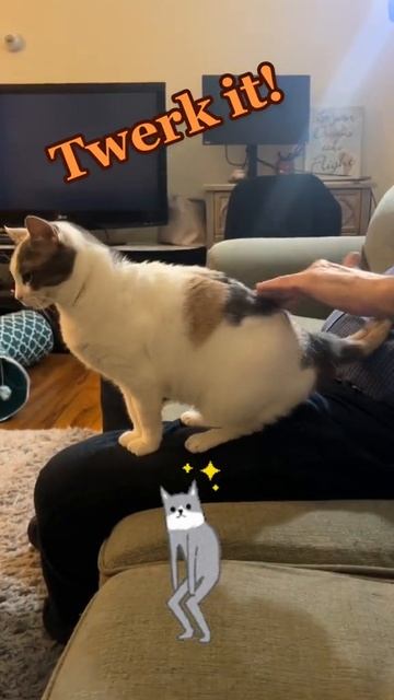 Twerking Kitty 😹 😆 💃
