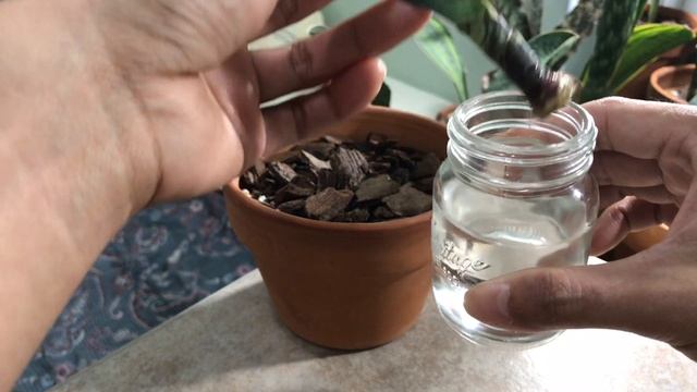 Sansevieria Masoniana Whale Fin Leaf Propagating