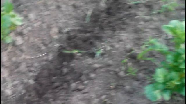 МОТЫГА МОТОБЛОЧНА