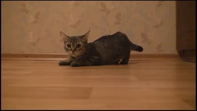 Кот!