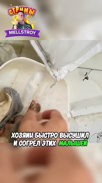 Кошка спасает маленьких котят 😱