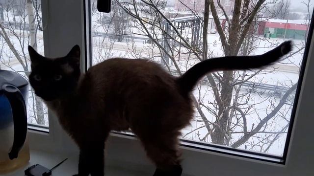Ева и снегирь