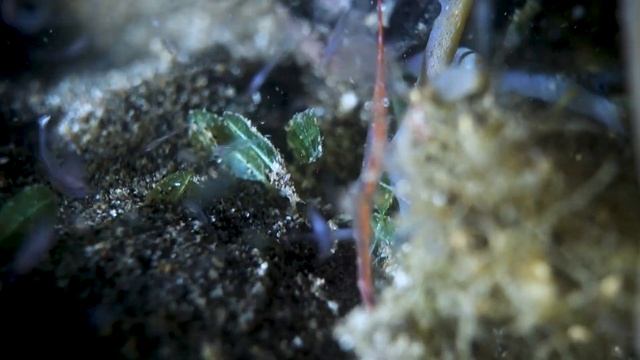 The Ocellated Tozeuma Shrimp - My first Broke-back shrimp in Dauin