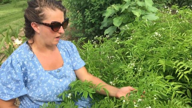 Hobby Farm Garden: Tzimbalo Melons