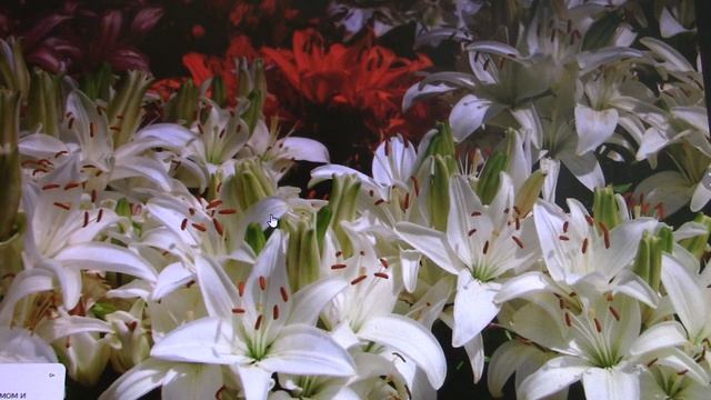 московская феносреда