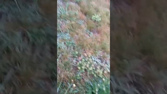 Big Seagull and checking in on Yellow Moth Mullen