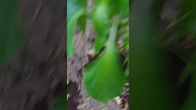 Pruning Pepper Plants Easily - Increase Yields