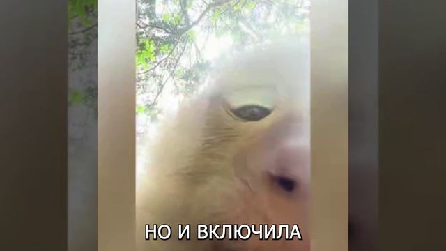 Обезьяна украла смартфон.mp4