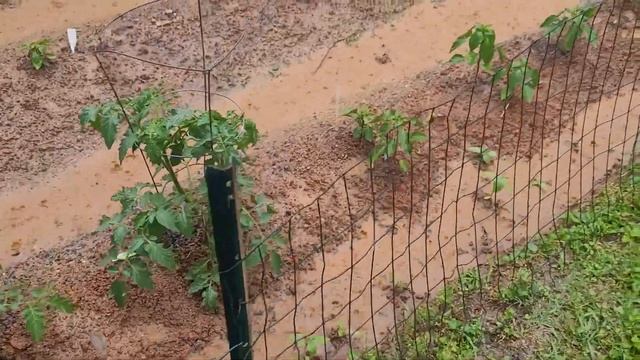 EXA Garden : Week 3 : 3 + inches of Rain