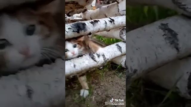 кот 2 из дома