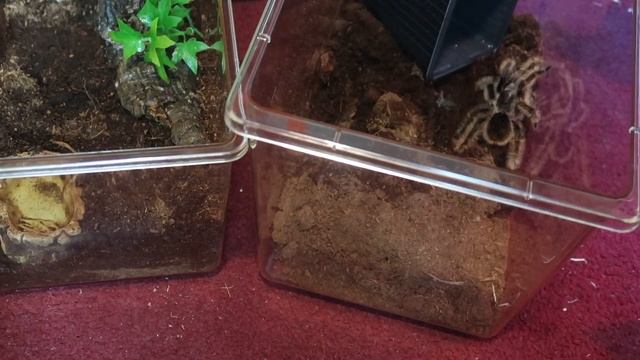 Tarantula rehousing | UNEXPECTED BOLT