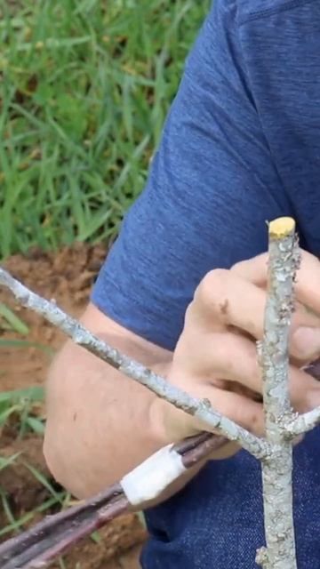 #shorts Grafting Apple Trees: Self-Pollinating Tree in Minutes | Gardening Tutorial (@davidthegood)