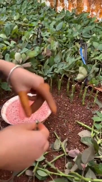 # video # How to grow rose video