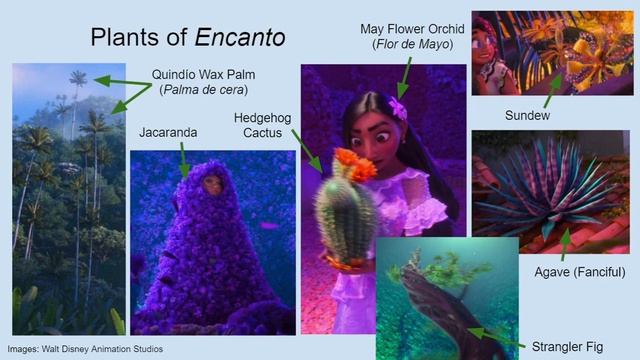 Review: Encanto (Part 3, Cultural and Biological Context)