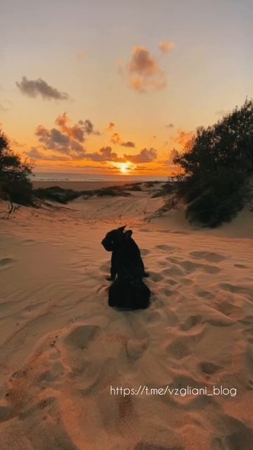 Французский бульдог на пляже Витязево, Краснодарский край🌅🐕🦺🌊https://t.me/vzgliani_blog #travel