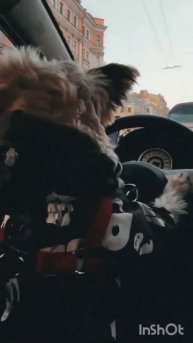 Крутой Твикс! #shorts #dog #собака #короткиевидео #твикс #животные #собаки #приколы #юмор #собачки