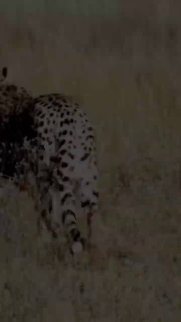 KUCING CHEETAH BIGCAT AFRIKA DII ALAM LLIARR‼️ #animals