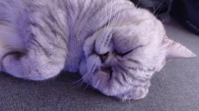 Котик потерял свой хвостик,но нашёл свою семью🥹🫶😽
